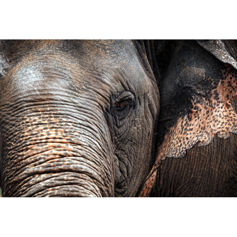Elephant close up 159183655, 30cm H x 46cm W