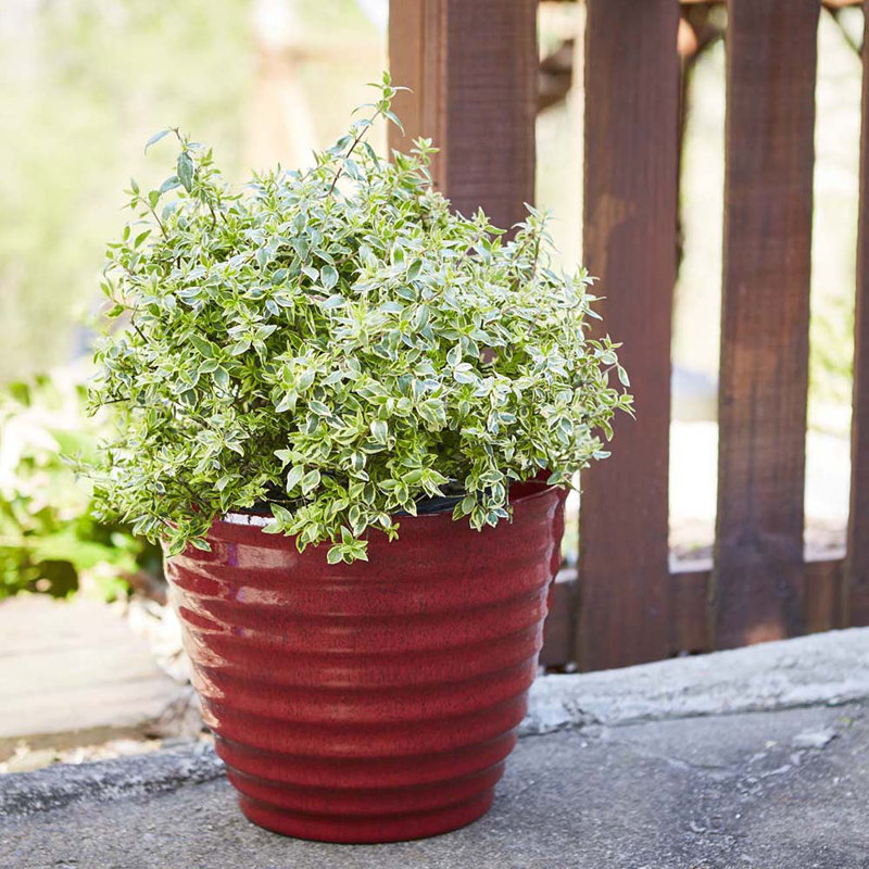 Beehive Pot Planter, Red