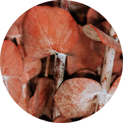 Branche d'eucalyptus préservé 30 po