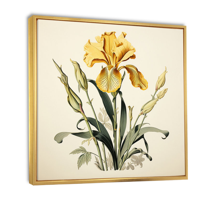 Iris jaune, illustration rétro I sur toile, Cadre flottant doré, H 36 po x l 36 po x P 1,5 po