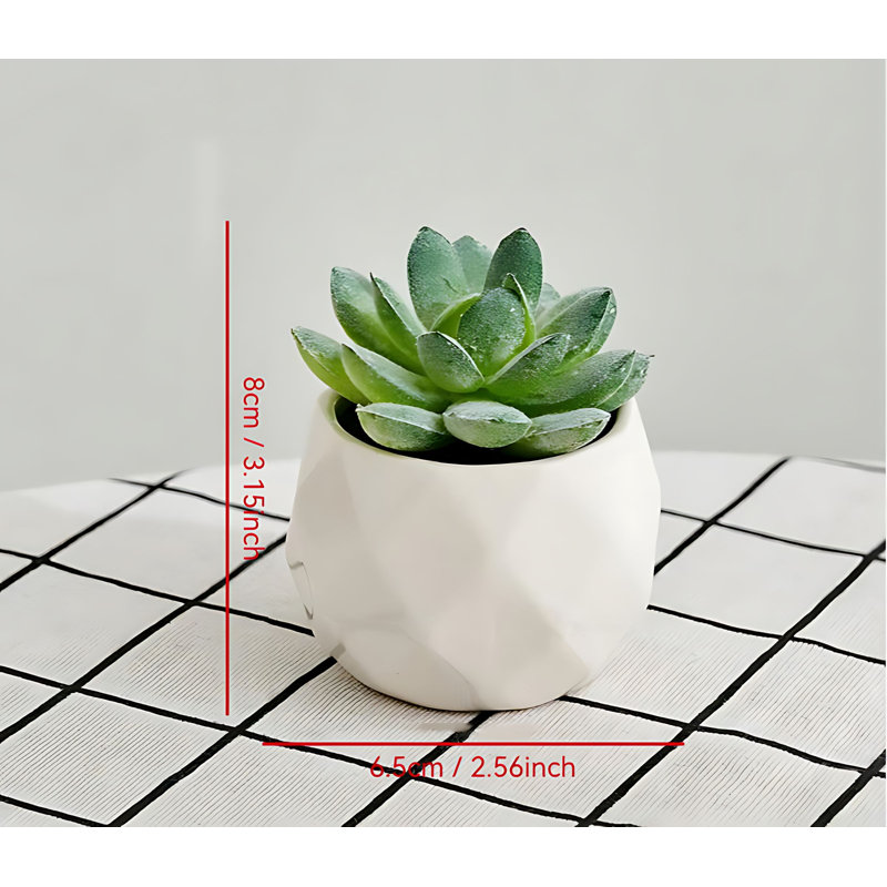 Plante grasse 3,15 po