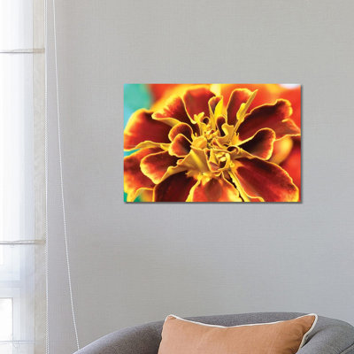 Calendula - Wrapped Canvas Print
