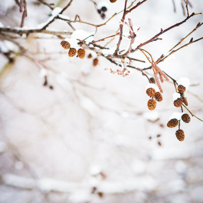 Winter Birch - Wrapped Canvas Print