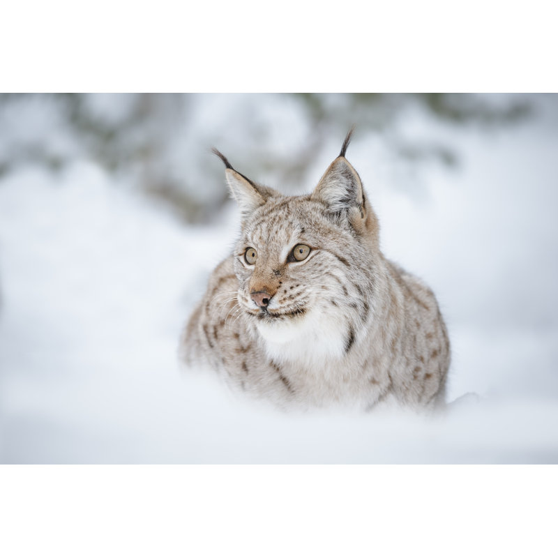 Lynx européen - photographie sur toile tendue, H 24 po x l 36 po