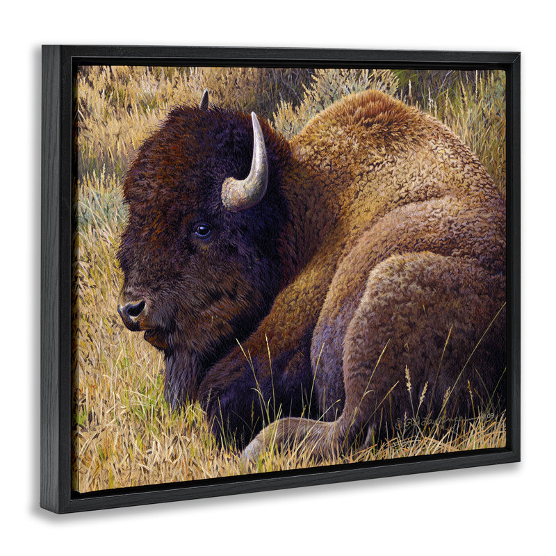 «Relaxing Young Bison Gray» par Rod Lawrence, Cadre flottant noir de jais, H 17 po x l 21 po