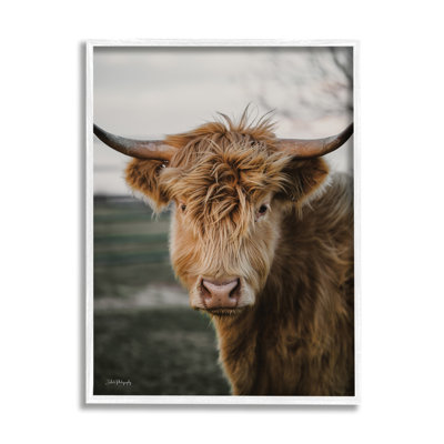 Highland Cow par Dakota Diener