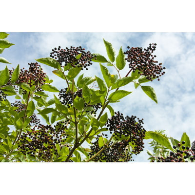 " Elderberries " by Stargatechris