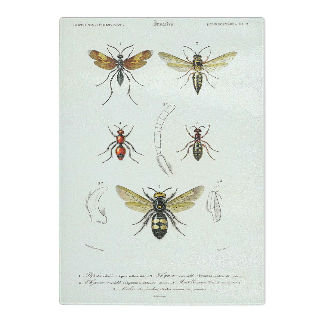 Tempered Glass Insect Illustrations PL. 5 by Charles D' Orbigny Chopping Board