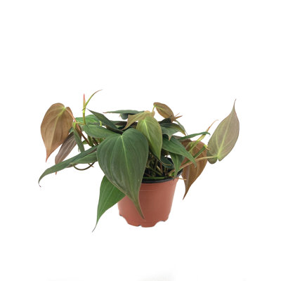 Philodendron Micans - Live Plant in a 4 Inch Growers Pot - Philodendron 'Micans' - Florist Quality Indoor Air Purifying Houseplant from Florida