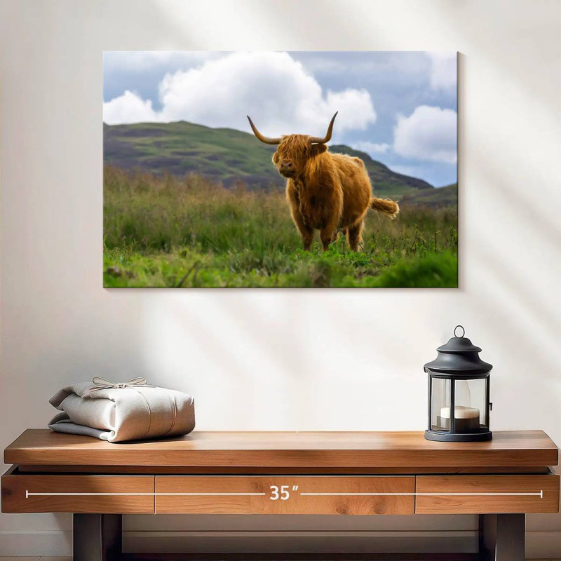 Vache écossaise Highland, H 16 po x l 24 po