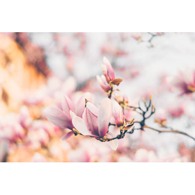 Beautiful Magnolia Flowers In Morning Sun by Uliu - Wrapped Canvas Print