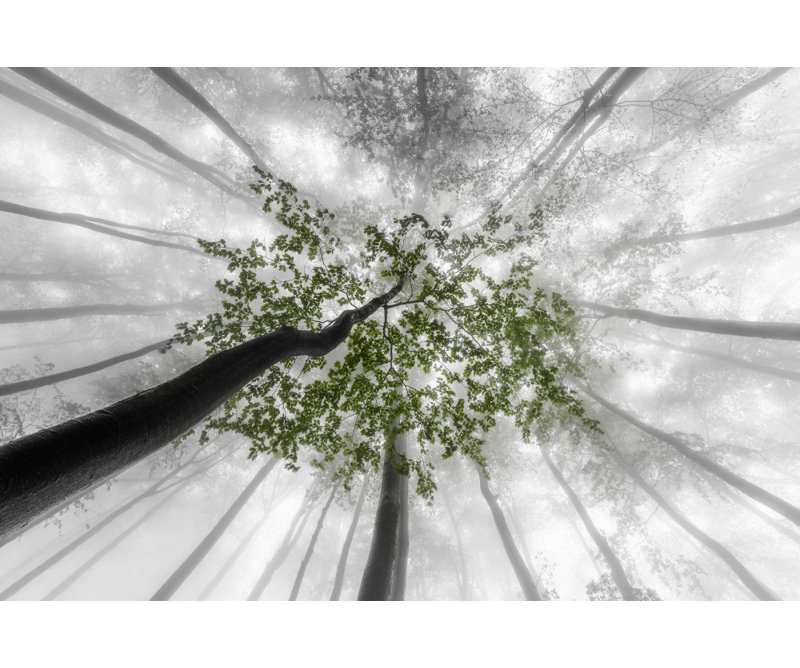 Wrapped Canvas Print, 50.8cm H x 76.2cm W
