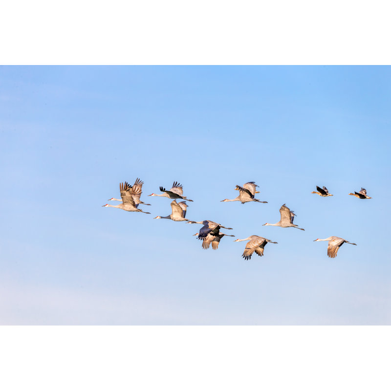 Vol de grues volant par spondylolithe, H 24 po x l 36 po