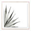 Agave II Print by Jess Engle-48615489-48615492