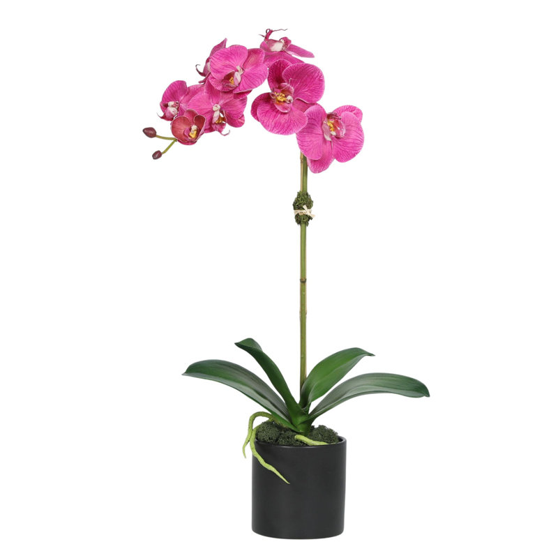 Orchid Arrangement In Pot, Pink, Black