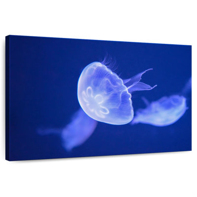 Crowle Sea Moon Jellyfish