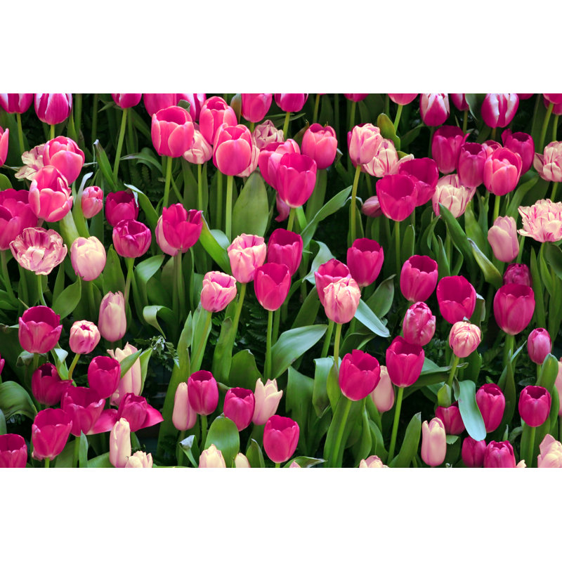 Tulips Beauty - Wrapped Canvas Print, 81cm H x 122cm W x 3.8cm
