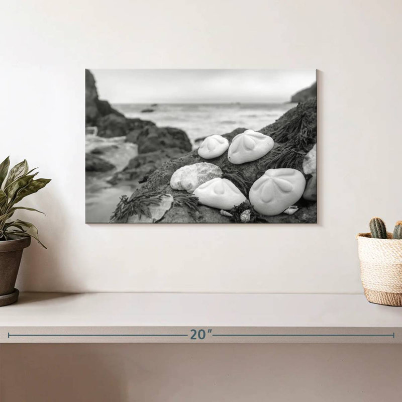 White Crescent Beach Shells IV, 8" H x 12" W