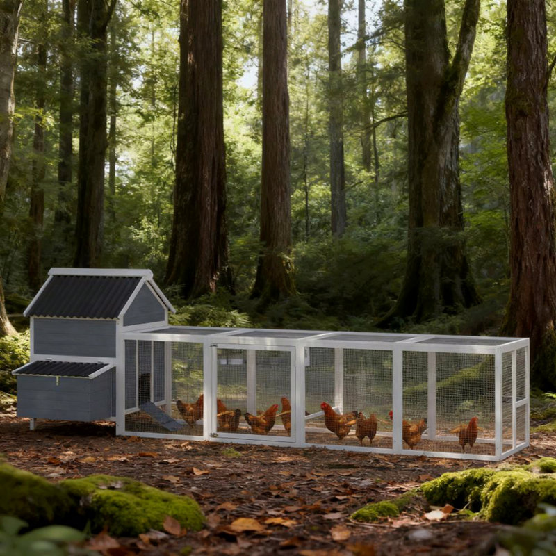 Poulailler pour 10 à 15 poulets