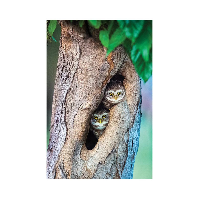 Spotted Owlets In Tree Hole, India - Wrapped Canvas Print, 66.04 cm H x 45.72 cm W x 1.91 cm D
