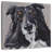 Brampt Sheltie On Gray
