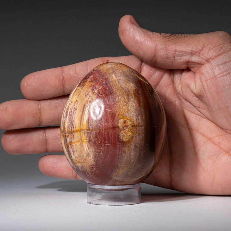 Petrified Wood Egg, Yellow/Brown, 3" H x 2" W x 2" D