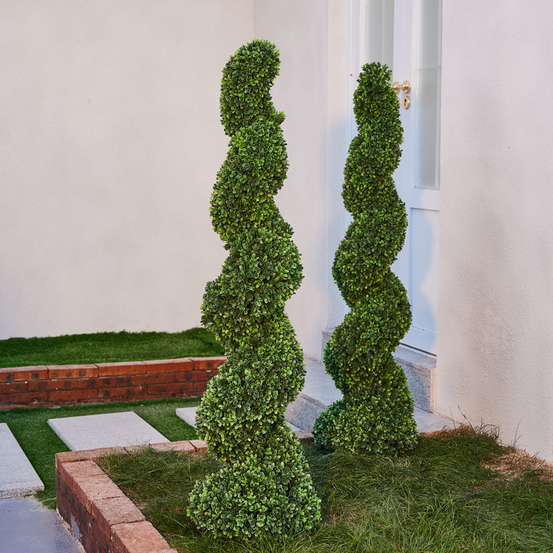 Topiaire en spirale de buis Ashwell, 2