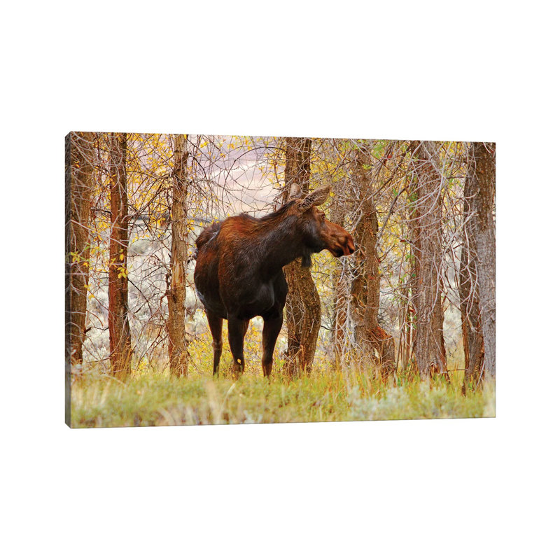Cow Moose by Brian Wolf - Wrapped Canvas Print, 45.72cm H x 66.04cm W x 1.91cm D