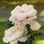 Arrangement floral pivoine Lockwood-88545868