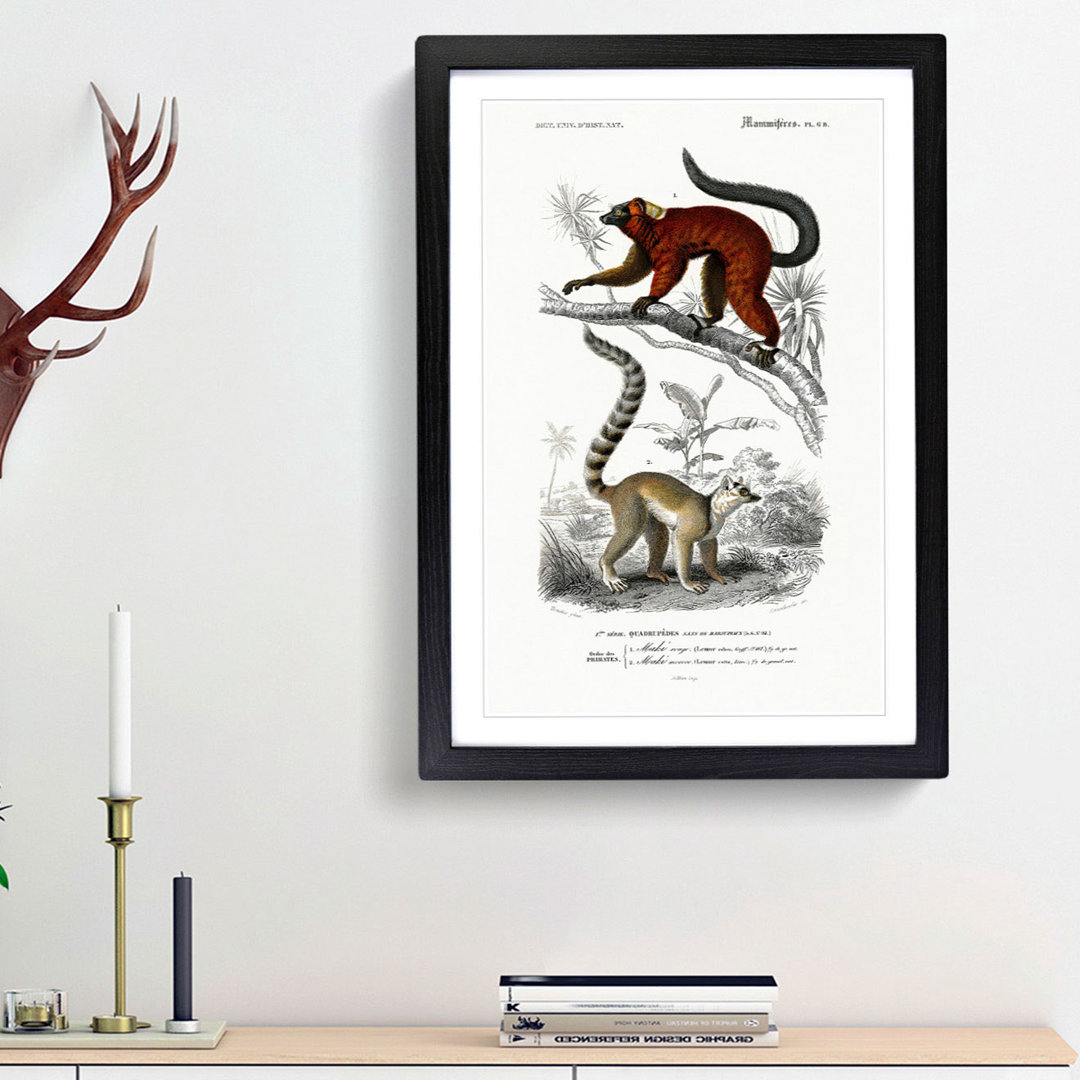 Lemur Illustrations by Charles D' Orbigny - Picture Frame Painting Print