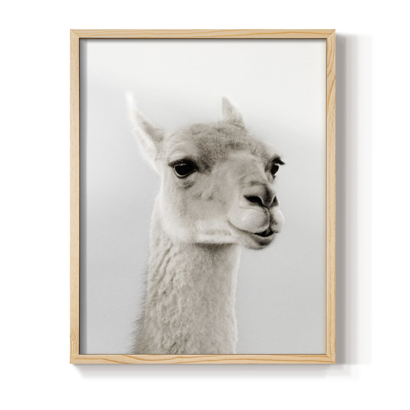 Soft Llama Framed Print - Solid Wood