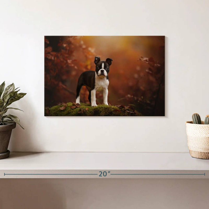 Baby Boston Terrier, 8" H x 12" W