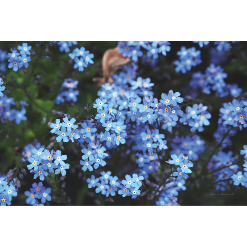Forget Me Nots III by Laura Marshall - Photograph Print, 20cm H x 30cm W, Wrapped Canvas
