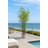 72 " H Faux Bamboo Tree