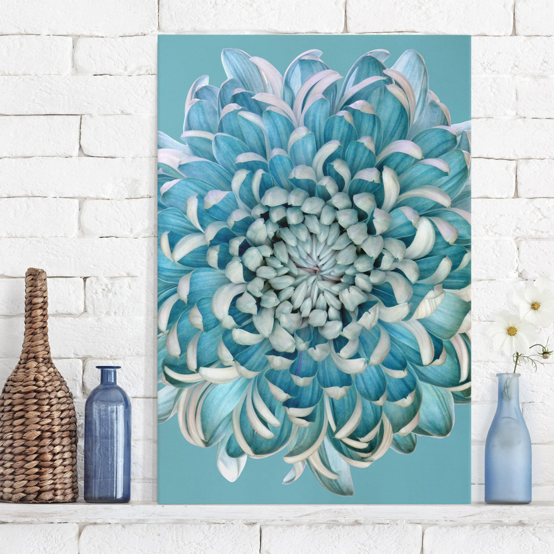 Leinwandbild Blaue Chrysantheme