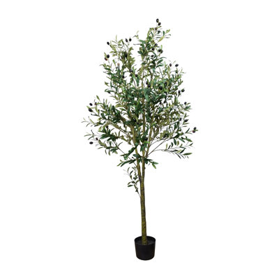 Olive Tree Drop-In