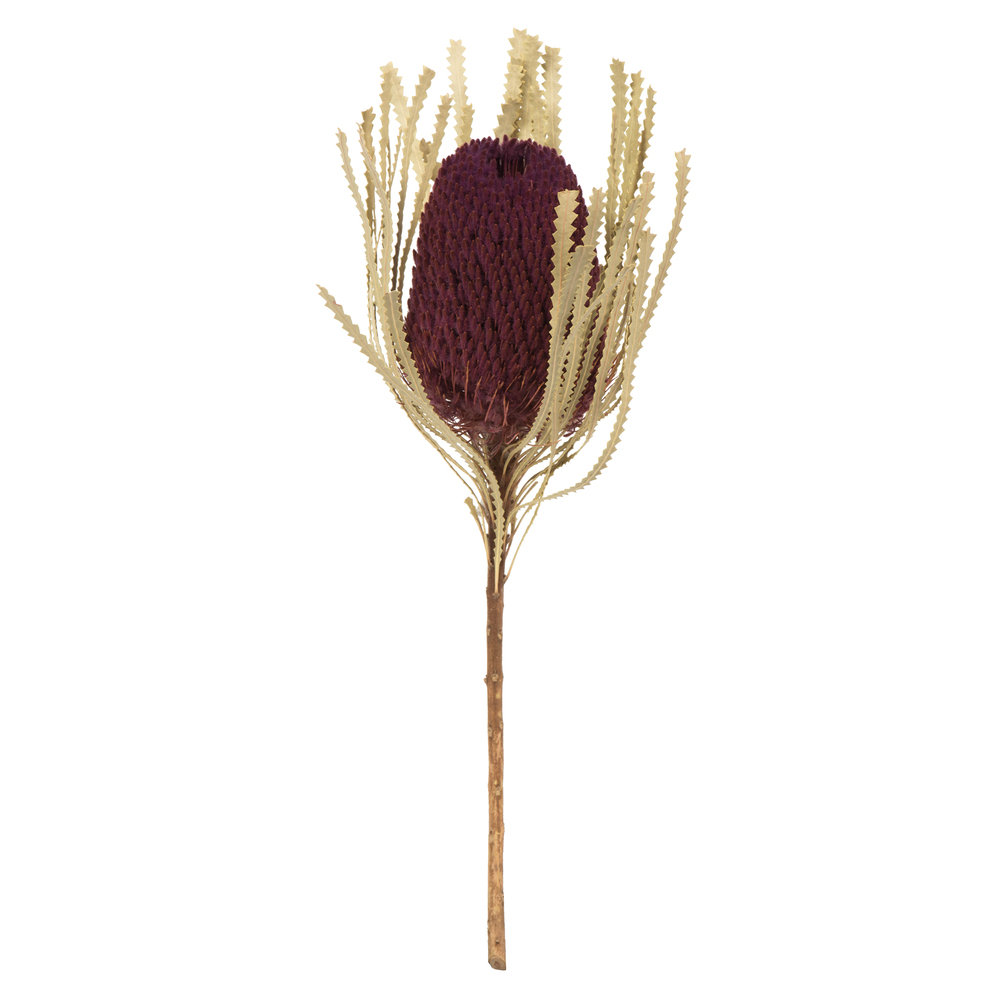 Dried Banksia Floral Stems, Violet
