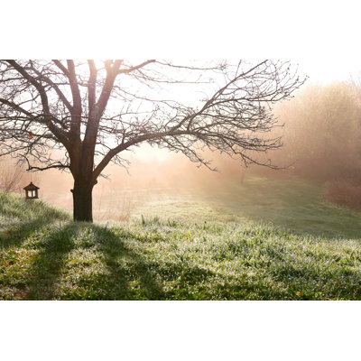 " Oak Tree In Morning "