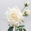 Rose Faux Floral-807825547