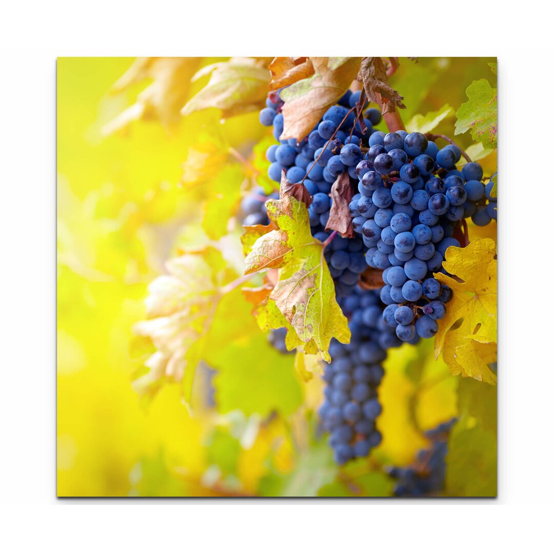 Leinwandbild Blaue Weinrebe im Herbst