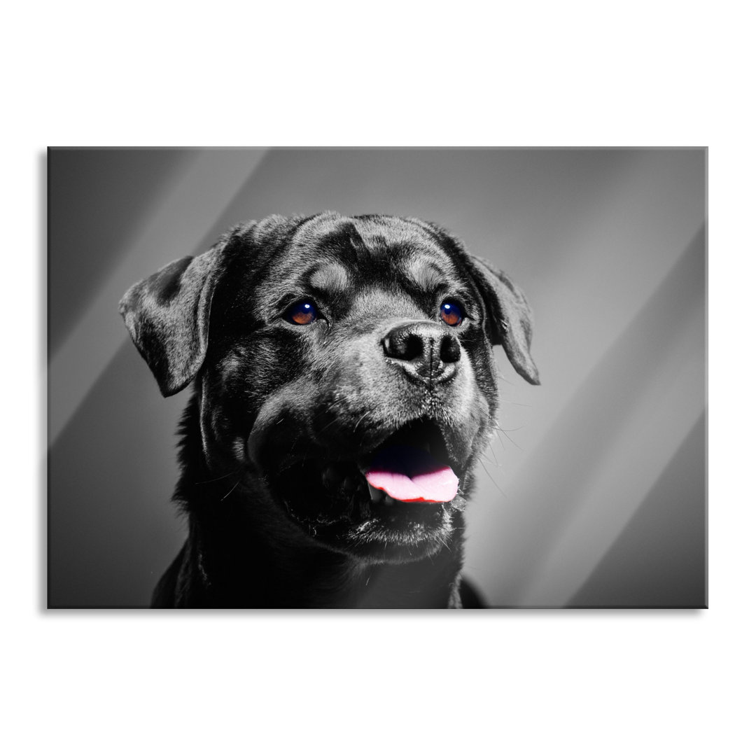 Glasbild Rottweiler