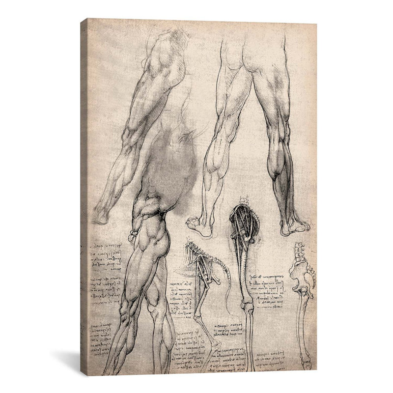 «S Carnets de croquis de jambes» par Leonardo Da Vinci, impression sur toile tendue, H 32 po x l 24 po x P 1 po, Blanc