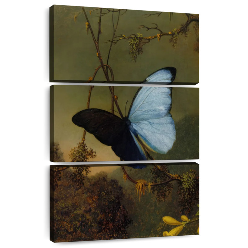 Brampt papillon bleu Morpho 1864-65