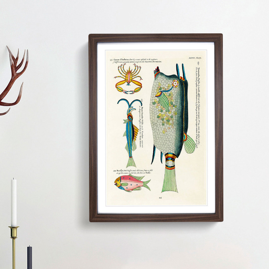 East Indies Fish & Crab Illustrations XXVII by Louis Renard - Picture Frame Painting Print