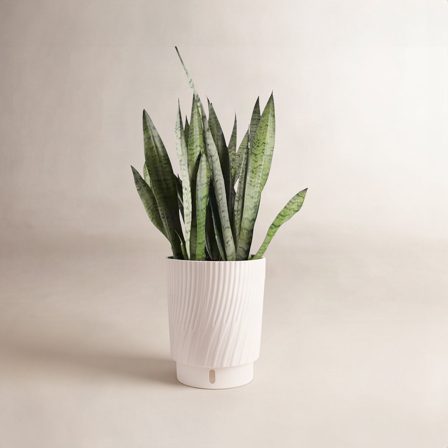Costa Farms Sansevieria Zeylanica Snake Plant