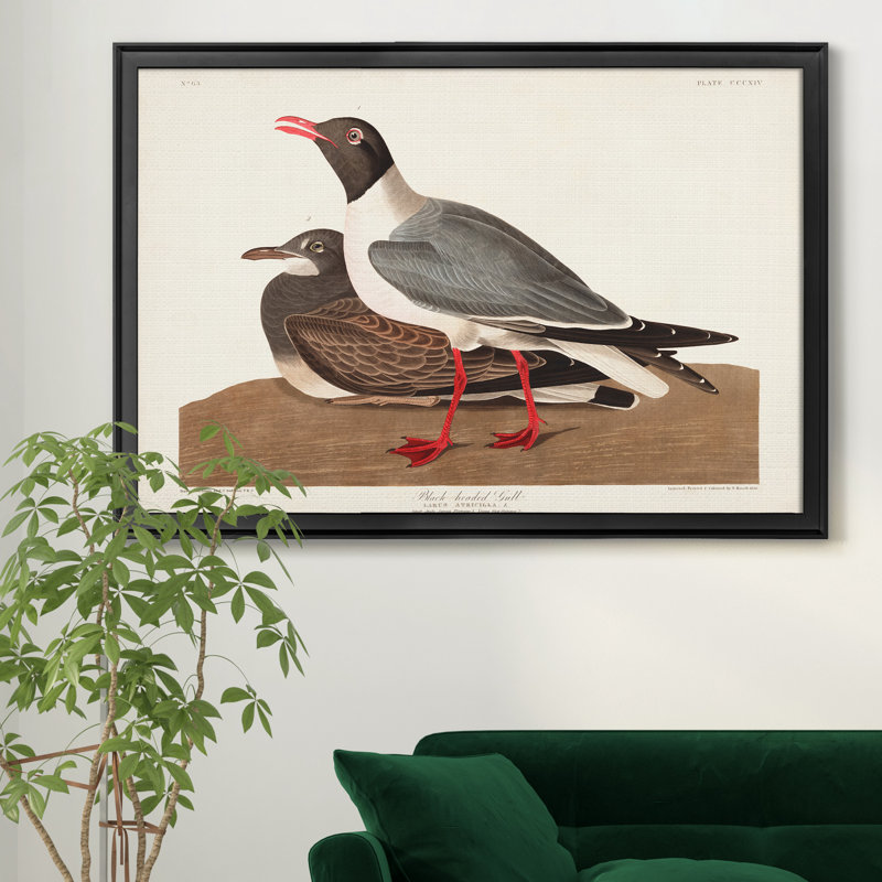 Goéland à tête noire - reproduction d'art sur toile, Noir, H 26,5 po x l 36,5 po x P 1,5 po