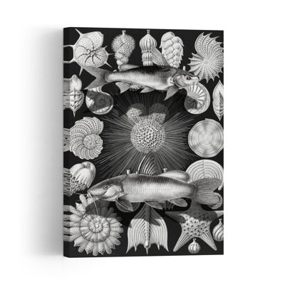 Étude vintage de la vie marine, étoiles de mer, poissons, nature, océan, affiche murale