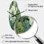 Horloge murale courbée Clarno Green Succulents-1696530375