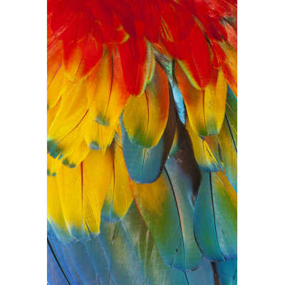 Macaw Feathers by Clark42