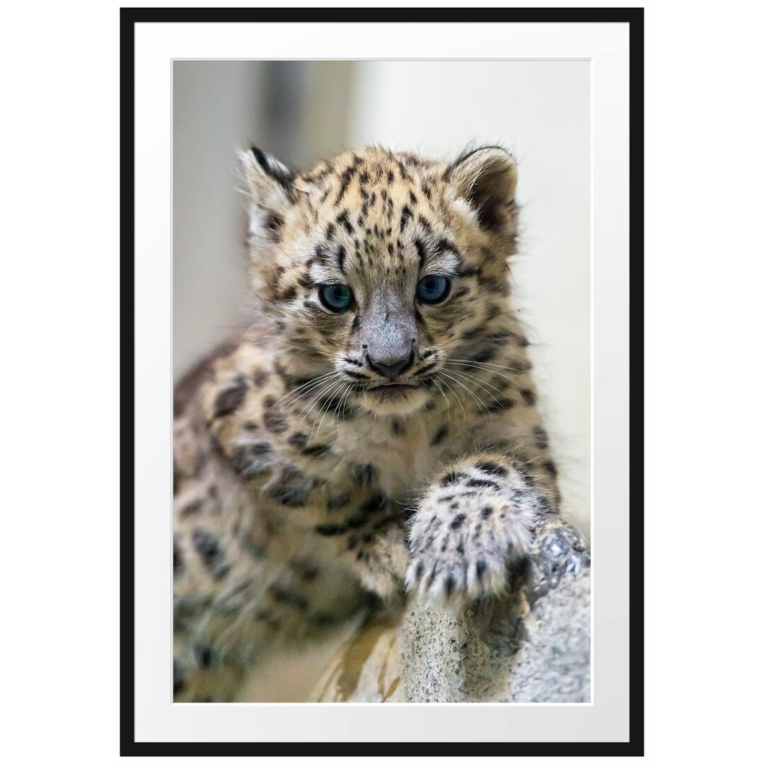 Gerahmtes Poster Leopardenjunges beim Klettern